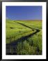 Road Thru Green Wheat Field, Palouse, Washington, Usa by Terry Eggers Limited Edition Print