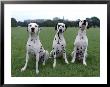 Three Dalmatians by Henryk T. Kaiser Limited Edition Print