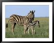 Burchell's (Plains) Zebra With Newborn Foal, Etosha National Park, Namibia, Africa by Steve & Ann Toon Limited Edition Print