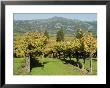Vineyard, Sonoma County, California, Usa by Ethel Davies Limited Edition Print