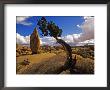 Balanced Rock And Juniper, Joshua Tree National Park, California, Usa by Chuck Haney Limited Edition Print