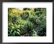 Sub Tropical Planting Of Yucca, Kniphofia (Red Hot Poker) And Sedum (Stonecrop) by Mark Bolton Limited Edition Pricing Art Print