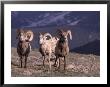 Bighorn Sheep, Rocky Mountain National Park, Colorado, Usa by Cindy Miller Hopkins Limited Edition Pricing Art Print