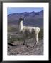 Proud Llama Stands Tall In The Chilean Altiplano, Chile by Lin Alder Limited Edition Print