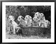 Six Of The Puppies Are Crowded In The Basket The Seventh Is The Clever One As He Sits Outside It by Thomas Fall Limited Edition Print