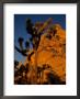 Joshua Trees, Mojave Desert, California, Usa by Jerry Ginsberg Limited Edition Print