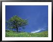 Lone Oak, Spring Greens, Washington, Usa by Darrell Gulin Limited Edition Print