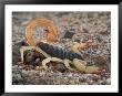 Desert Hairy Scorpion, Great Basin, Nevada, Usa by Scott T. Smith Limited Edition Print