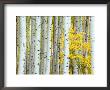 Aspen Grove, White River National Forest, Colorado, Usa by Rob Tilley Limited Edition Print