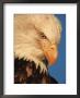 Bald Eagle In Kachemak Bay, Homer, Alaska, Usa by Dee Ann Pederson Limited Edition Print