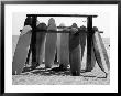 Dog Seeking Shade Under Rack Of Surfboards At San Onofre State Beach by Allan Grant Limited Edition Print