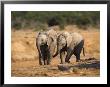 Baby Elephants, Playing In Addo Elephant National Park, South Africa by Steve & Ann Toon Limited Edition Print