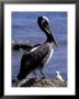 Peruvian Pelican, Coquimbo, Chile by Andres Morya Limited Edition Print