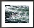 Kayaker, Rogue River, Oregon by Charles Benes Limited Edition Print