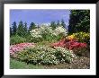 Azalea Way, Washington Park Arboretum, Seattle by Mark Windom Limited Edition Pricing Art Print