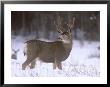 Mule Deer Buck In Winter by Chuck Haney Limited Edition Print