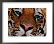 Bengal Tiger In Bandhavgarh National Park, India by Dee Ann Pederson Limited Edition Print