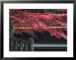Red Autumn Tree At The Nikko-San Rinnoji Temple, Nikko, Kanto, Japan by Brent Winebrenner Limited Edition Print