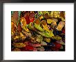 Market Culture, Istanbul, Turkey by Joe Restuccia Iii Limited Edition Pricing Art Print