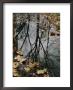 Autumn Leaves Floating In Israel Creek by Paul Zahl Limited Edition Pricing Art Print