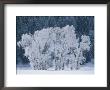Cottonwood Trees With Frost Near Steamboat Springs, Colorado by Skip Brown Limited Edition Print