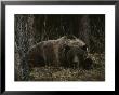 Grizzly Bear (Ursus Arctos Horribilis) Lying Down In The Woods by Michael S. Quinton Limited Edition Print
