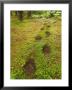 Brown Bear Tracks In Soft Earth In A Woodland Setting by Ralph Lee Hopkins Limited Edition Print