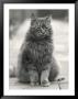 Fluffy Domestic Cat Sitting On The Pavement by Thomas Fall Limited Edition Pricing Art Print
