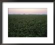 Early Morning Mist Over Soybean Fields In Indiana by Brian Gordon Green Limited Edition Print