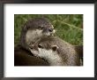 Pair Of Mated Asian Short-Clawed River Otters Show Affection by Nicole Duplaix Limited Edition Pricing Art Print