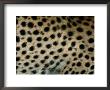 Close Up Of A Cheetahs Spots by Michael Nichols Limited Edition Pricing Art Print