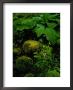 Blue Violets, Mosses, And Skunk Cabbage In A Red Maple Swamp by Raymond Gehman Limited Edition Print