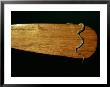 A Snake On A Wooden Paddle by Sam Abell Limited Edition Print