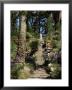 Abbey Gardens, Tresco, Isles Of Scilly, United Kingdom by Adam Woolfitt Limited Edition Print