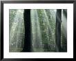 Sun's Rays Penetrating The Forest, Bielefeld, North Rhine-Westphalia, Germany by Thorsten Milse Limited Edition Print