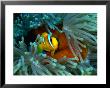 Red Sea Anemonefish(Amphiprion Bicinctus), Red Sea And Gulf Of Aden, Egypt by Casey Mahaney Limited Edition Print