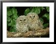 Tawny Owl, Chicks, 2 Owlets Perched On Branch, West Yorkshire by Mark Hamblin Limited Edition Print