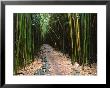 Bamboo Forest On The Waimoku Falls Trail, South Of Hana, Maui, Hawaii, Usa by Charles Sleicher Limited Edition Print