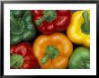 Bell Peppers, Washington, Usa by Jamie & Judy Wild Limited Edition Print