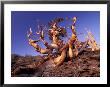 Bristlecone Pines, White Mountains, California, Usa by Gavriel Jecan Limited Edition Print