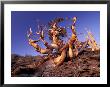 Bristlecone Pines, White Mountains, California, Usa by Gavriel Jecan Limited Edition Pricing Art Print