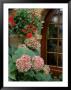 Geraniums And Hydrangea By Doorway, Chateau De Cercy, Burgundy, France by Lisa S. Engelbrecht Limited Edition Print