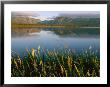 Grasses Grow Along The Edge Of A Lake by Michael S. Lewis Limited Edition Pricing Art Print