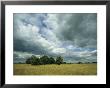 Cloud-Filled Sky Over A Cluster Of Trees In A Grassy Field by Klaus Nigge Limited Edition Print