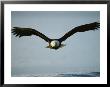 American Bald Eagle In Flight Over Water by Klaus Nigge Limited Edition Print