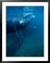 Southern Right Whale, Underwater, Valdes Peninsula by Gerard Soury Limited Edition Print