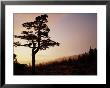 Alpine Hemlock, Baranof Island, Ak by Ernest Manewal Limited Edition Print