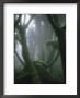 Fog-Enshrouded Rain Forest In Rwanda's Virunga Mountains by Michael Nichols Limited Edition Print