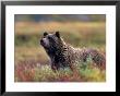 Grizzly Bear Surrounded By Fall Colors Of Denali National Park, Alaska, Usa by Darrell Gulin Limited Edition Print