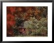 Blazing Autumn Color Surrounds A Barn by Roy Gumpel Limited Edition Print